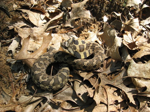 Baby Hognose Snake