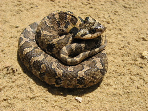 Baby Hognose Snake