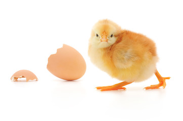 Chicken and an egg shell