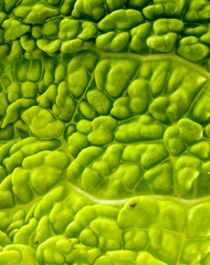 Leaf texture