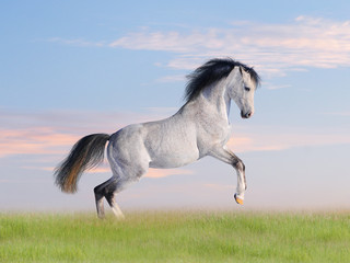 Fototapeta na wymiar free arab horse in field
