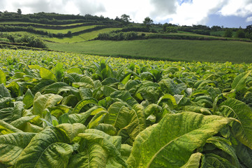 Tabakplantage auf Sao Miguel