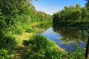 Small river in the forest at summer