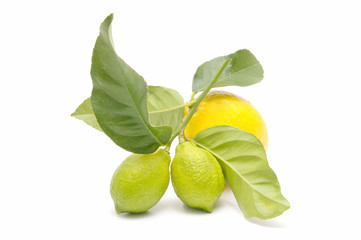 ecological lemon
