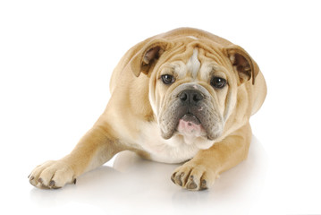 Obraz premium curious puppy