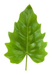 Tropical Leaf of the Philodendron isolated © luceluceluce