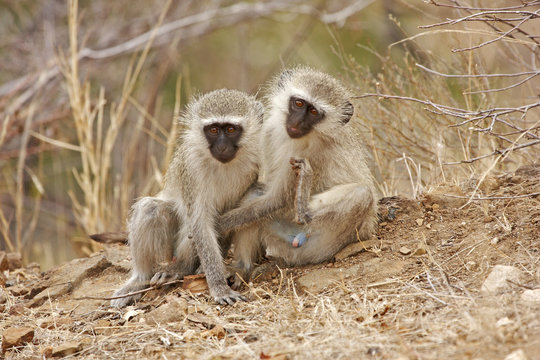 Pair of Vervet Monkeys