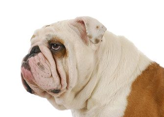 Obraz premium bulldog portrait