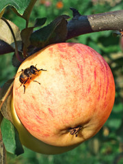 Ripe apple with a fly