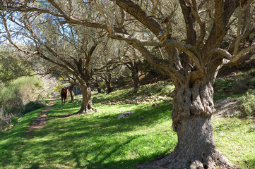 Olive trees in forests, Upper Galilee.