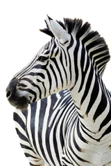 Foto op Plexiglas Zebra Grant& 39 s zebra (Equus quagga boehmi) geïsoleerd