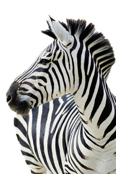 Fototapeta Grant's zebra (Equus quagga boehmi) isolated