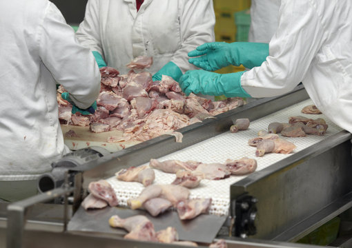 poultry processing meat food industry