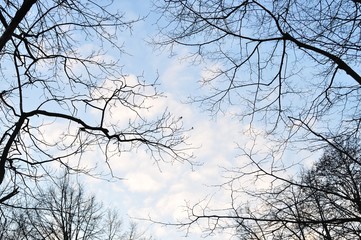 Fototapeta na wymiar drzew gałęzie na tle nieba