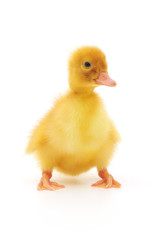 one duckling