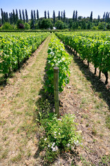 Fototapeta na wymiar vineyard in Val de Loire