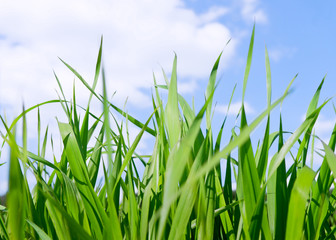 Obraz premium Green grass field under midday sun in blue sky.