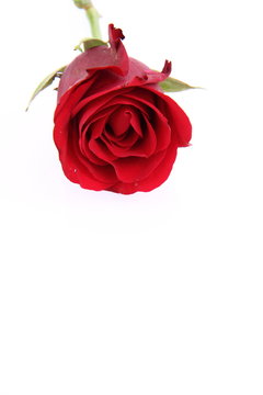 Red rose on a white background with space for your text