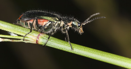 Common malachite beetle  (Malachius bipustulatus)