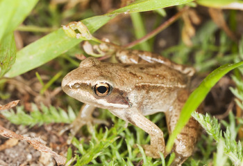 Frog hiding among grass, macro photo