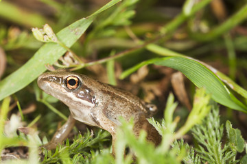 Frog among grass, macro photo