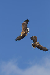 Eagles Fighting In Mid Air