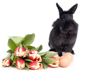lapin tulipes et oeufs - pâques
