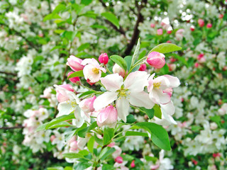 Fototapeta na wymiar Spring background with apple tree rose flower.