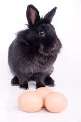 Obraz premium lapin noir et oeufs - pâques