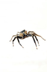 Jumping Spider