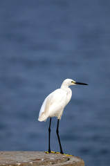 Egret
