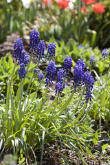 Group of hyacinths