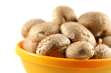champignons on white background