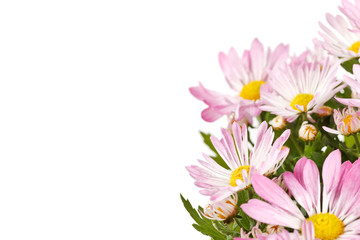 Obraz na płótnie Canvas Chrysanthemum Flowers
