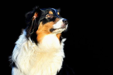 Australian Shepherd