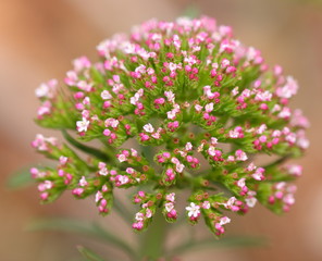 Fleur mauve de la garrigue