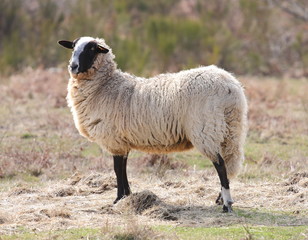 Obraz premium Mouton à tête noire