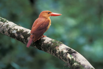 アカショウビン