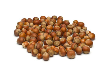 Filbert on white background