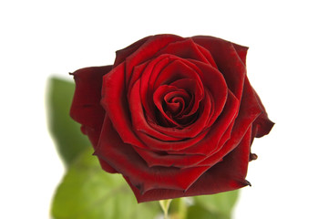 Close-up Rose