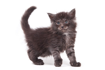 Siberian cat isolated on white