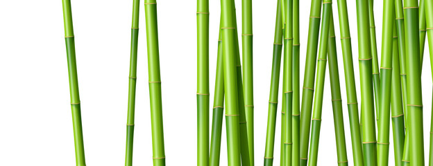 Obraz premium Bambusowe drzewa na białym tle 2