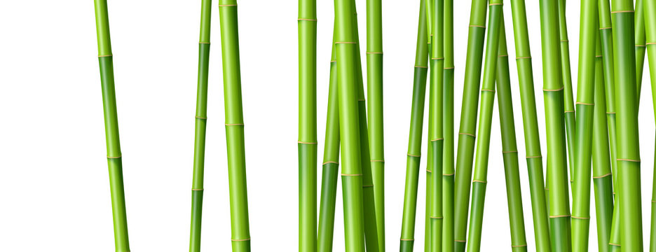 Bambous sur fond blanc 2
