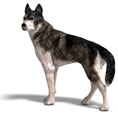 Grey Wolf. 3D rendering with clipping path and shadow over white