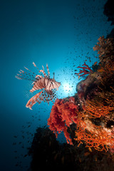 Lionfish and tropical underwater life in the Red Sea.