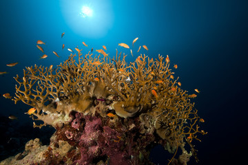 Fototapeta na wymiar Net fire coral and tropical underwater life in the Red Sea.