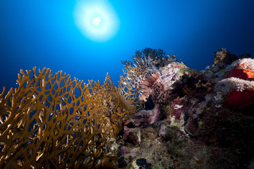 Lionfish and tropical underwater life in the Red Sea.