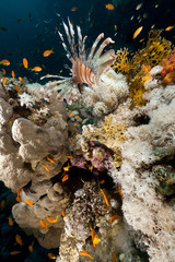 Fototapeta na wymiar Tropical underwater life in the Red Sea.