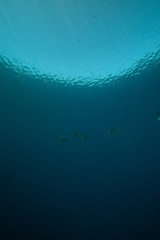 Tropical underwater life in the Red Sea.