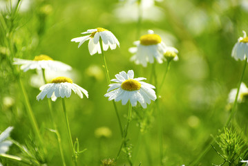 camomile flowers